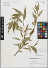 Foto von Salix fragilis L. x Salix triandra L.